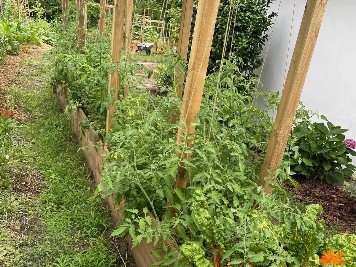 Phytoépurationwebp
